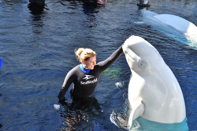 SeaWorld Beluga Interaction Program